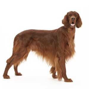 アイリッシュ・セッター