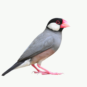 ブンチョウ(文鳥)