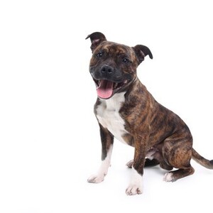 スタッフォードシャー・ブル・テリア(スタッフィー)