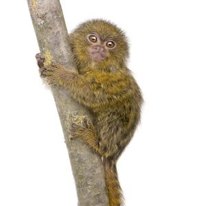 ピグミーマーモセット