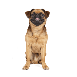 プチ・ブラバンソン