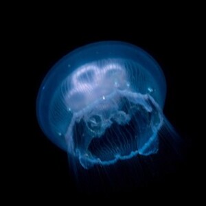 ミズクラゲ