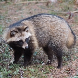 タヌキ
