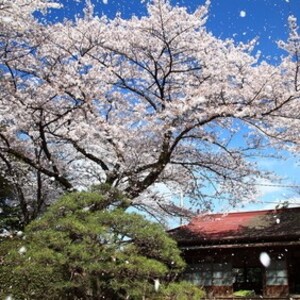清水公園(千葉県)