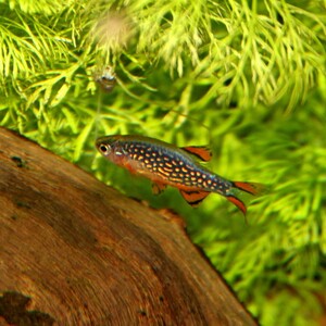 ミクロラスボラ “花火”