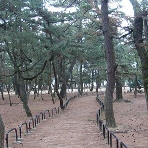 津田の松原・琴林公園