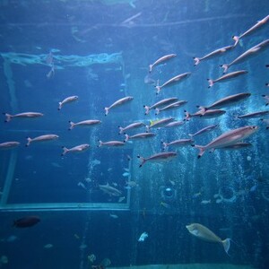 箱根園水族館