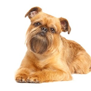 ブリュッセル・グリフォン