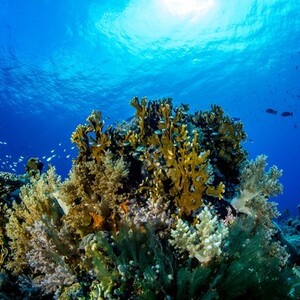 トゥバタハ岩礁自然公園