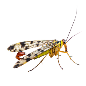 シリアゲムシ目