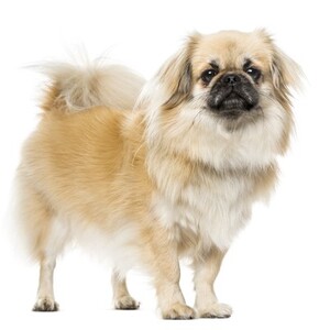 チベタン・スパニエル