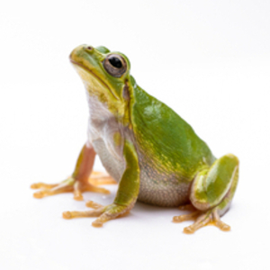 アヤメアマガエル