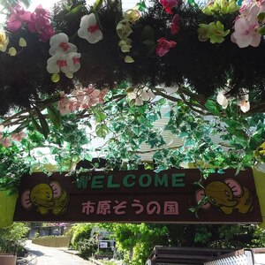 市原ぞうの国
