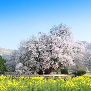 一心行の大桜