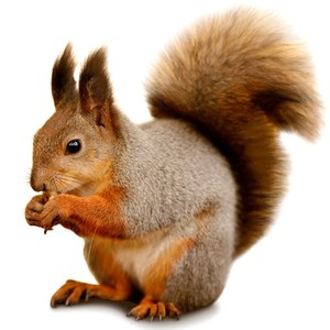 人気投票 1 44位 かわいい動物 生き物ランキング 最もキュートなのは みんなのランキング