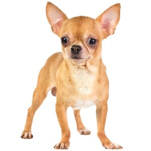 スムースコートチワワ