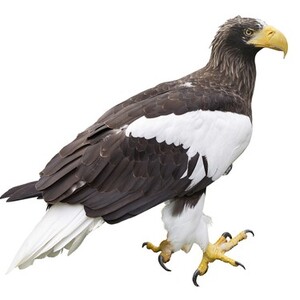 オオワシ