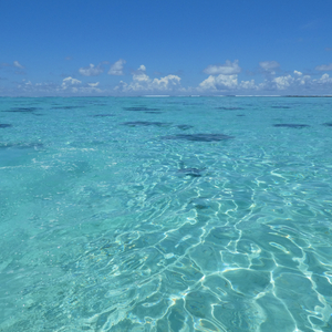 海