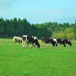 那須千本松牧場