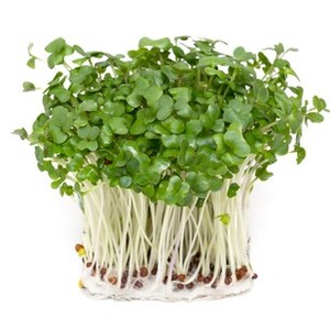 ブロッコリースプラウト