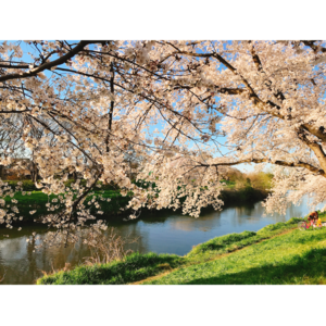 元荒川桜堤(北越谷)