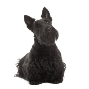 スコティッシュ・テリア