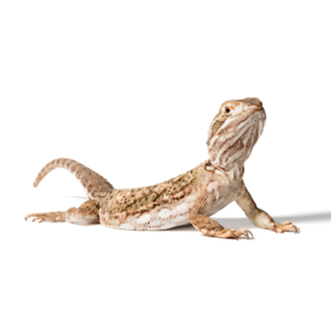 ローソンアゴヒゲトカゲ