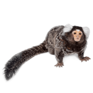 コモンマーモセット