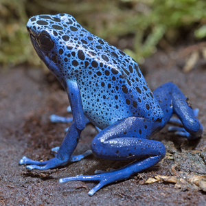 コバルトヤドクガエル