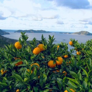 愛媛県