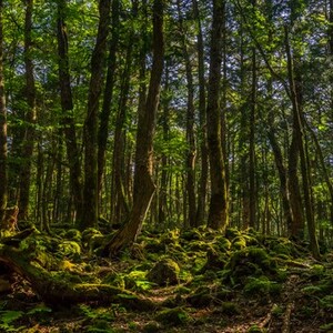 青木ヶ原(富士の樹海)