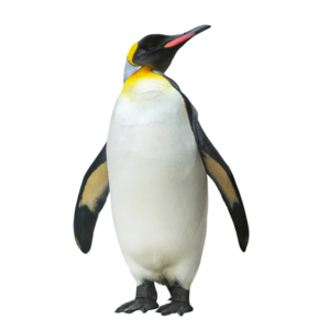 コウテイペンギン
