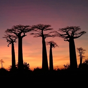 モロンダバのバオバブの並木道（マダガスカル）