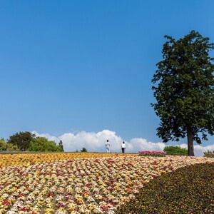 鳥取県立フラワーパークとっとり花回廊