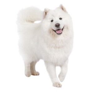 サモエド
