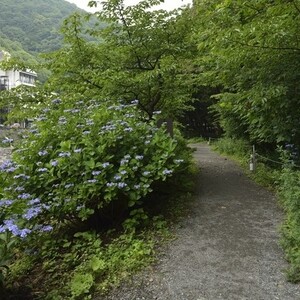 箱根湯本ほたる公園