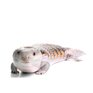 アオジタトカゲ