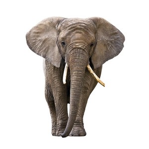 投票結果 1 29位 世界最強の動物ランキング 最も強いと思う生き物は みんなのランキング