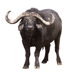 アフリカスイギュウ
