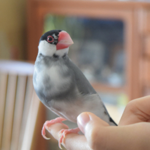 サクラブンチョウ