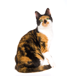 三毛猫