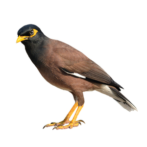 キュウカンチョウ