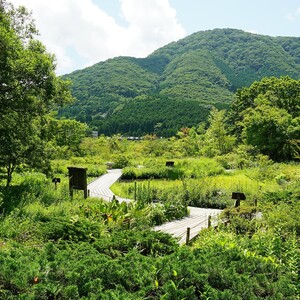 箱根湿生花園