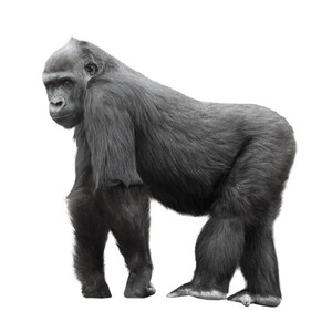マウンテンゴリラ
