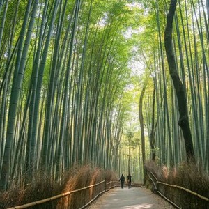 竹林の道