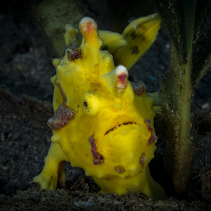 クマドリカエルアンコウ