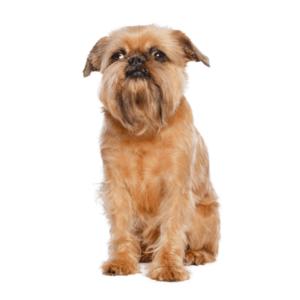 ベルジアン・グリフォン