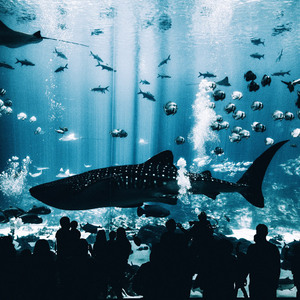 水族館巡り