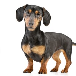 スタンダードダックスフンド