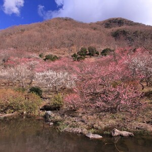 湯河原温泉